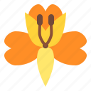 alstroemeria, flower, blossom, floral, nature
