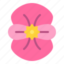 begonia, flower, blossom, floral, nature