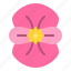 begonia, flower, blossom, floral, nature 
