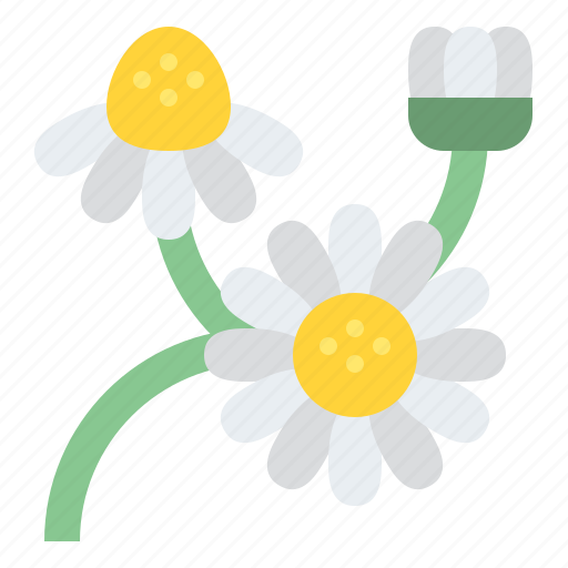 Chamomile, flower, blossom, floral, nature icon - Download on Iconfinder