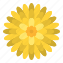 chrysanthemum, flower, blossom, floral, nature