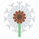 dandelion, flower, blossom, floral, nature