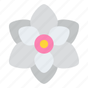 magnolia, flower, blossom, floral, nature