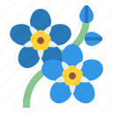 myosotis, flower, blossom, floral, nature