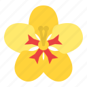 nasturtium, flower, blossom, floral, nature