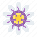 passiflora, flower, blossom, floral, nature