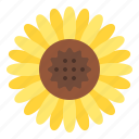 sunflower, flower, blossom, floral, nature