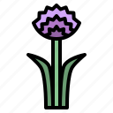 chive, blossoms, flower, blossom, floral, nature