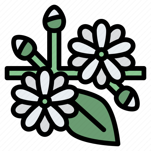 Jasmine, flower, blossom, floral, nature icon - Download on Iconfinder