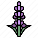 lavender, flower, blossom, floral, nature