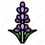 lavender, flower, blossom, floral, nature 