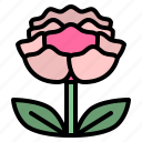 peony, flower, blossom, floral, nature