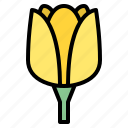 tulip, flower, blossom, floral, nature