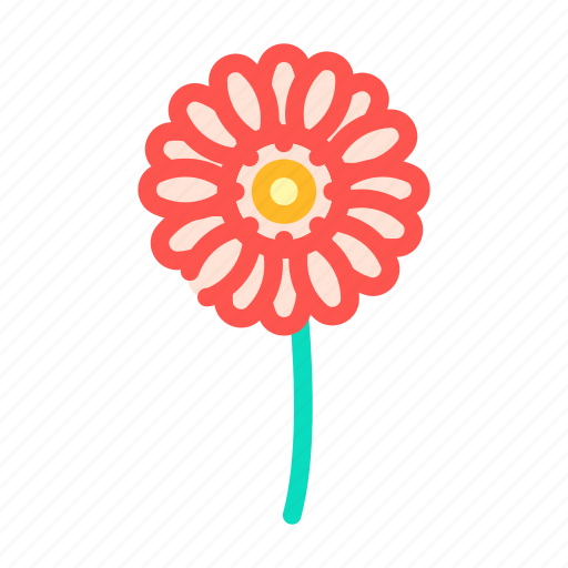 Gerbera, flower, natural, aromatic, plant, rose icon - Download on Iconfinder