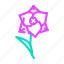 gladiolus, flower, natural, aromatic, plant, rose 
