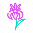 iris, flower, natural, aromatic, plant, rose
