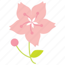 cherryblossom, flower, garden, japan, pink, plant, spring 