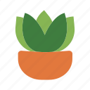 flower, pot, cactus, plant