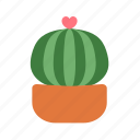 flower, pot, cactus, plant