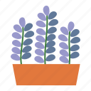 flower, pot, lavender, plant