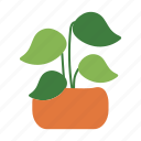 pot, leaves, plant, nature