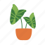 pot, leaf, caladium, monstera 