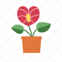 flower, pot, plant, floral