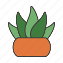 leaf, grass, aloe vera, plant