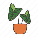 caladium, plant, nature, leaf