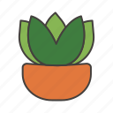 flower, flower pot, cactus, leaf