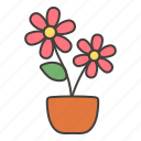 flower, rose, flower pot, plant
