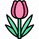 flower, shop, tulip, plant, nature