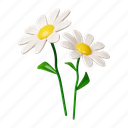 chamomile, flower, flora, illustration, leaf, bouquet, nature, daisy, garden 