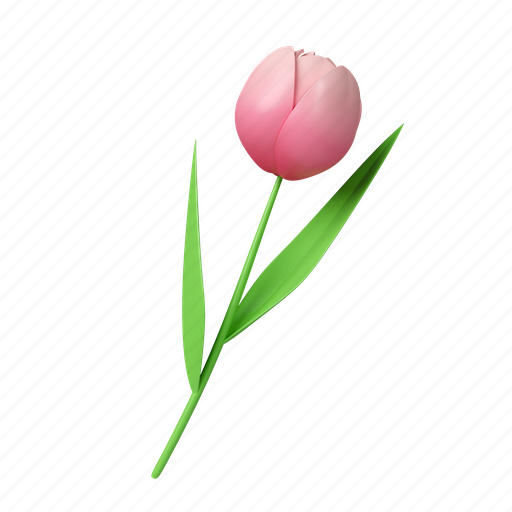 Romantic, tulip, floral, elegant, minimalist, colourful, isolated 3D illustration - Download on Iconfinder