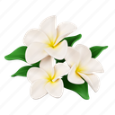 frangipani, hawaii, relax, flower, colours, beauty, ivory, plumeria, border 