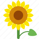 floral, flower, garden, seed, sun, sunflower