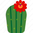 cactus, desert, flower, garden, house, plant