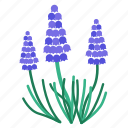 flora, flower, fragrance, garden, grape hyacinth, plant, purple