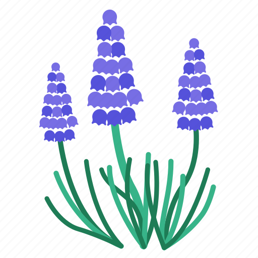 Flora, flower, fragrance, garden, grape hyacinth, plant, purple icon - Download on Iconfinder