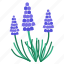 flora, flower, fragrance, garden, grape hyacinth, plant, purple 