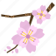 blossom, cherry blossom, flower, perennial, pink, sakura, bloom 