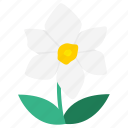 daffodil, flower, flowering plants, garden, narcissus, wildflower, flowers