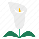 arum lily, bloom, calla lily, flora, flower, plant, floral