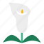 arum lily, bloom, calla lily, flora, flower, plant, floral 