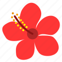 blossom, flower, hibiscus, petals, plant, red, floral