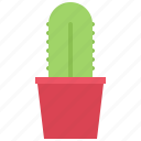 cactus, pot, garden, flora, shop, nature