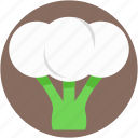 brassicaceae vegetable, cauliflower, diet, healthy diet, vegetable 