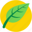 ecology symbol, foliage, leaf, spinach, spinach leaf 
