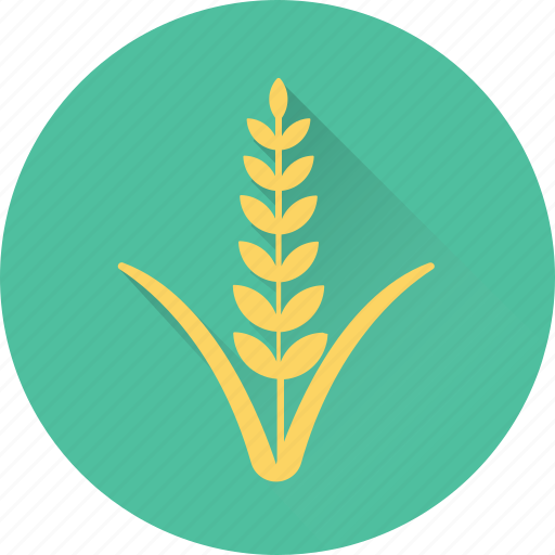 Food, grain, rye, wheat, wheat ear icon - Download on Iconfinder
