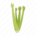 celery, leaf 